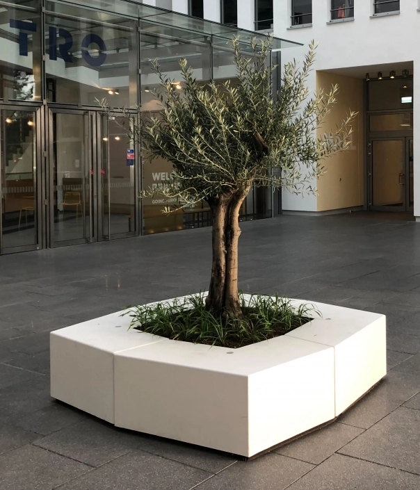 Ein Olivenbaum steht in einem modernen, hexagonalen Pflanzkübel aus weißen Platten, umgeben von grünem Gras. Im Hintergrund sind Glasfenster eines Gebäudes sichtbar.