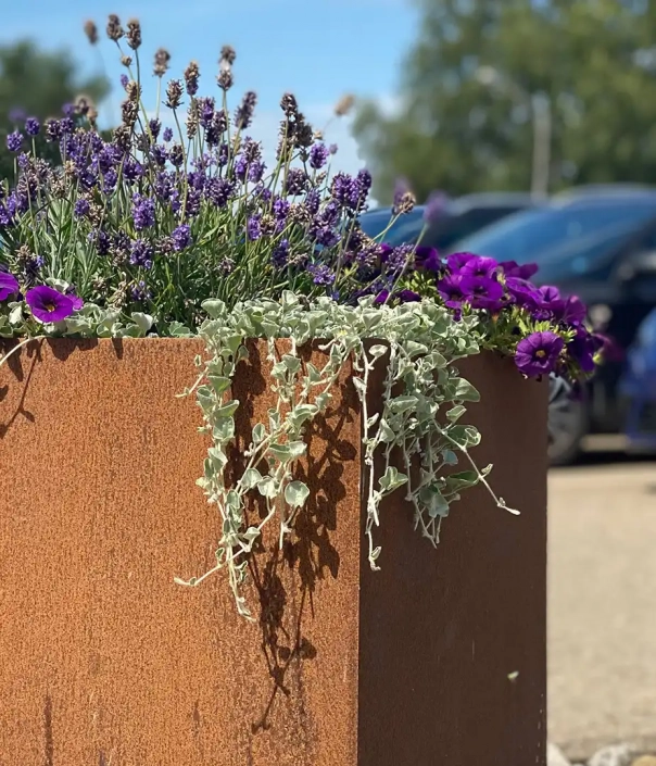 Pflanzbehälter aus rostbraunem Metall mit lila Lavendel und violetten Petunien, bei sonnigem Wetter aufgenommen, im Hintergrund Autos.