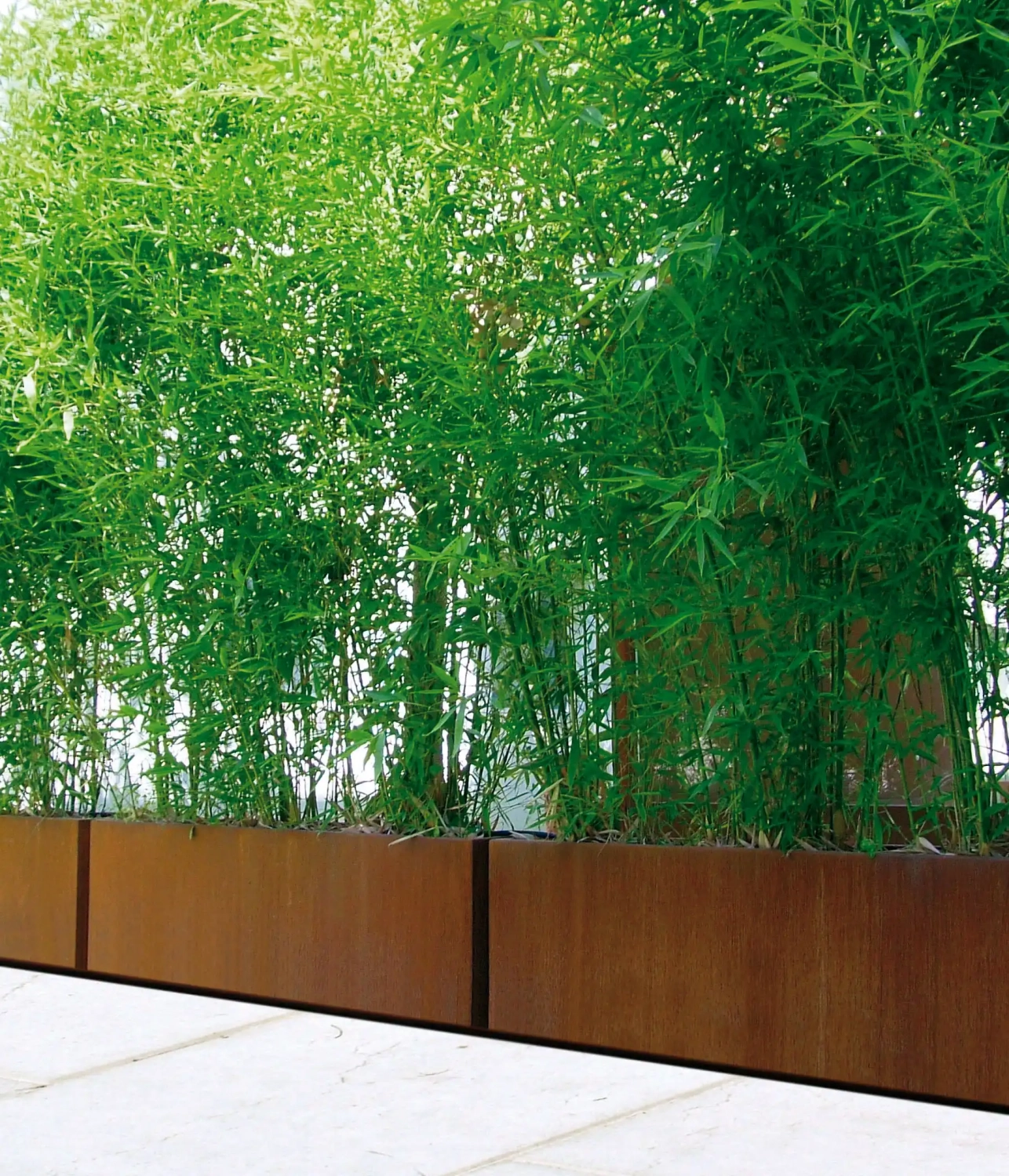 Pflanzbehälter aus Metall, gefüllt mit üppigem grünen Bambus, auf einem hellen Boden.